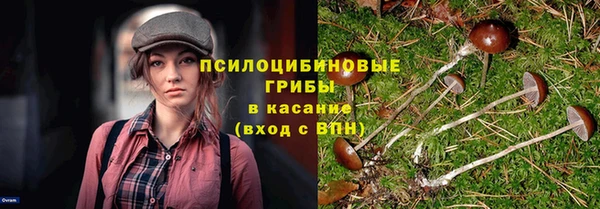 сатива Арсеньев